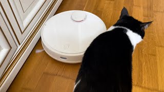 Tuxedo Cat Hates Robot Vacuum Cleaner!