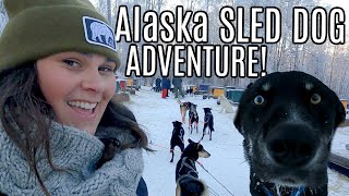 Amazing Alaska Dog Sledding Adventure