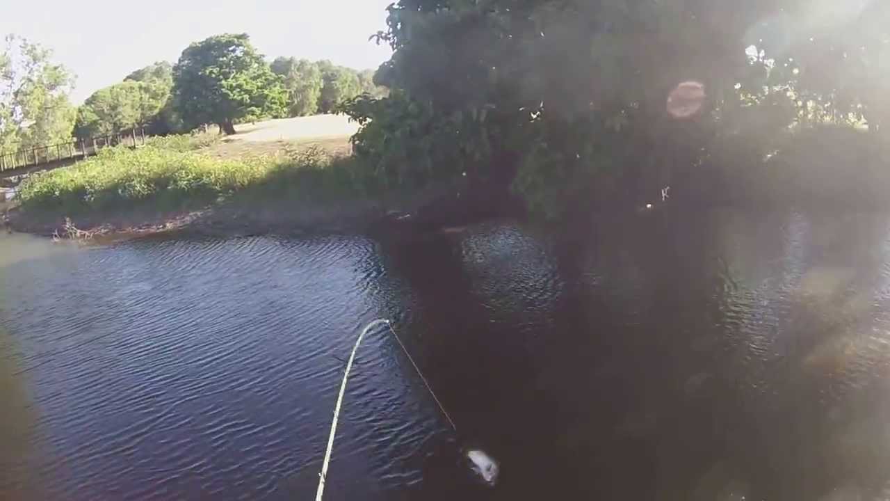 Barra fishing in proserpine YouTube