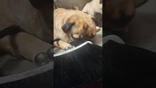 Gabby's ready to go shopping 😅🐶❤️