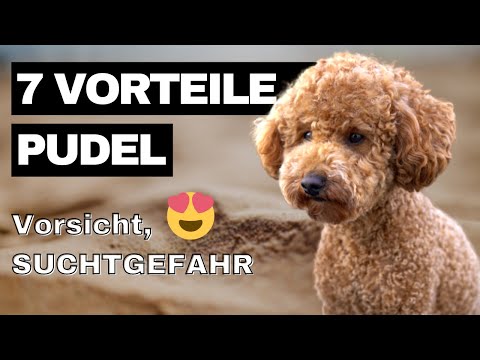 Video: Das Für und Wider eines Zwergpudels