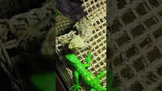 Real lizard vs Fake lizard! screenshot 5