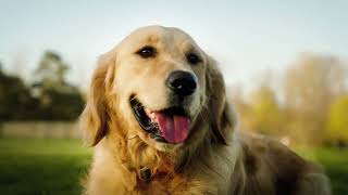 DOG TREAT COMMERCIAL - SONY FX3