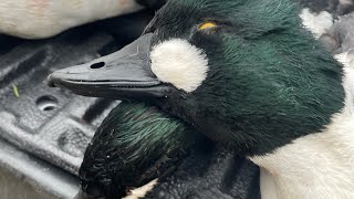 Shooting diver ducks on big water.