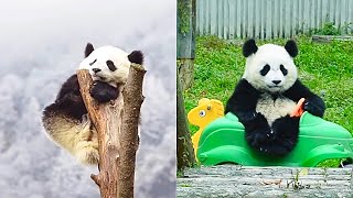 OMG SOO CUTE! PANDA Compilation 2021 | The Most Funny PANDAS BEING CLUMSY on TikTok