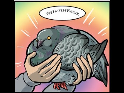 Are your pigeons