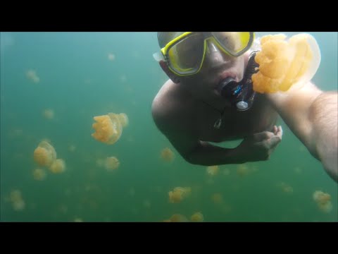 Vídeo: El Lago De Las Medusas En Palau Está Abierto Nuevamente