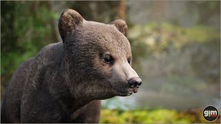 Brown Bear young animation preview