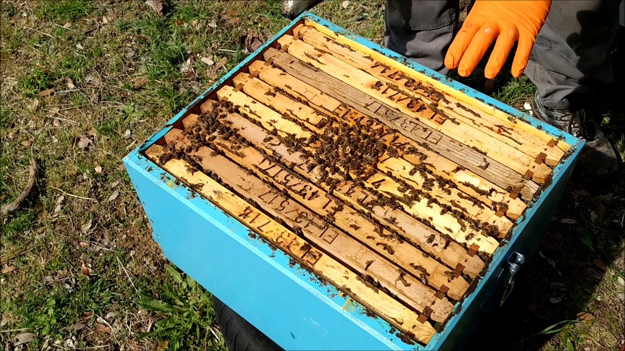 14/3 χειρισμοί στα μελισσια και τα πρώτα πατώματα