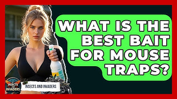 What Is The Best Bait For Mouse Traps? - Insects and Invaders