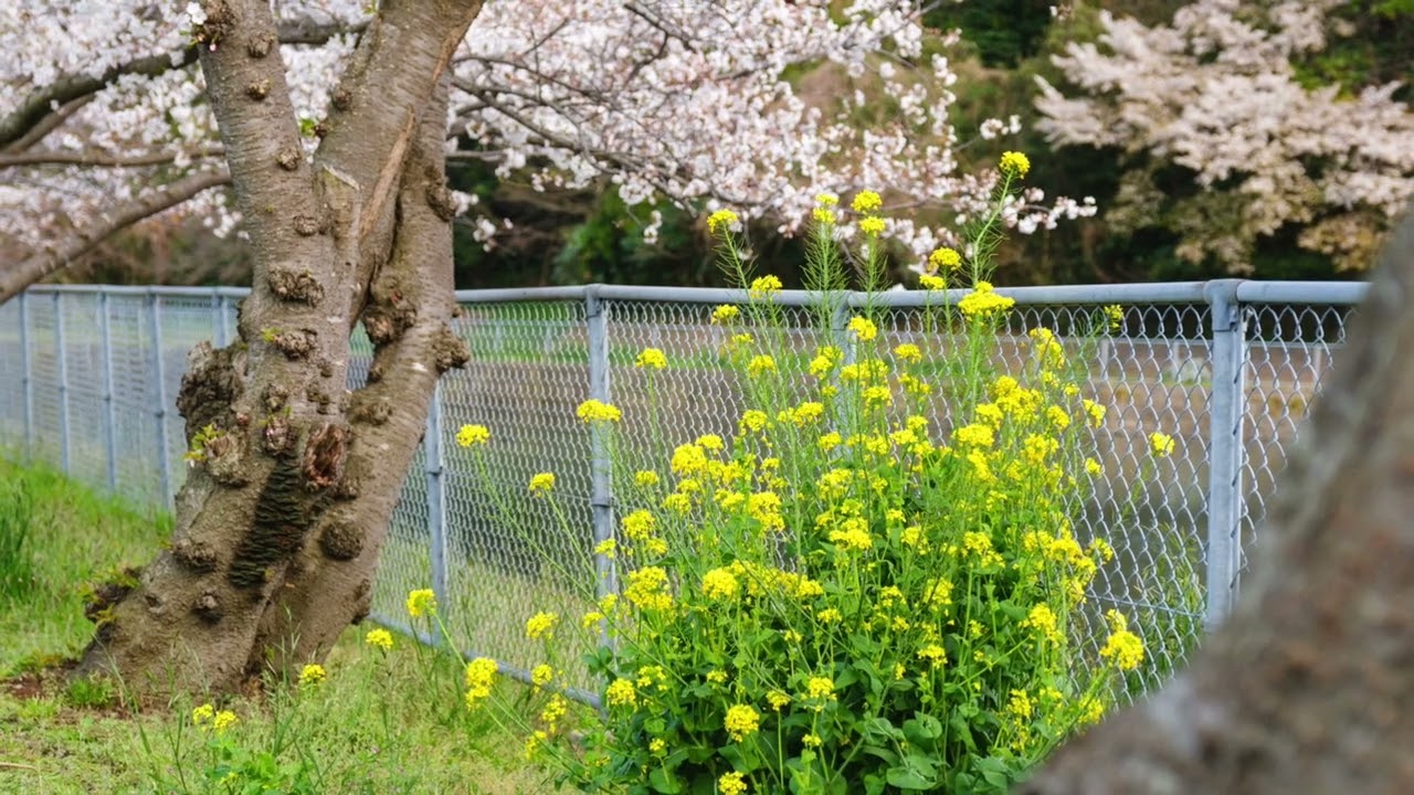 “春の散歩”@青葉台 in 2025