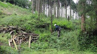 杉山の孟宗竹と雑草、再生竹を切り倒して環境を整える竹藪整備