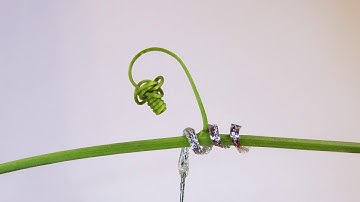 The first tendril-like soft robot able to climb