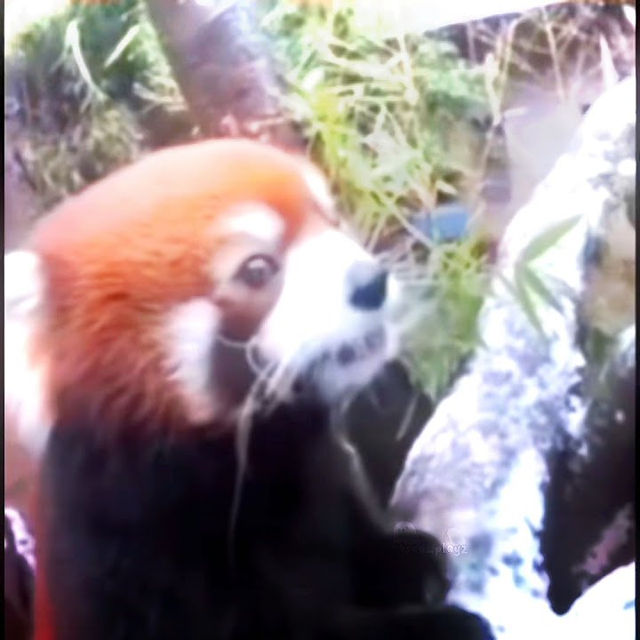 [🍁] Red pandas being silly ;3 | #edit #panda #redpanda #silly #