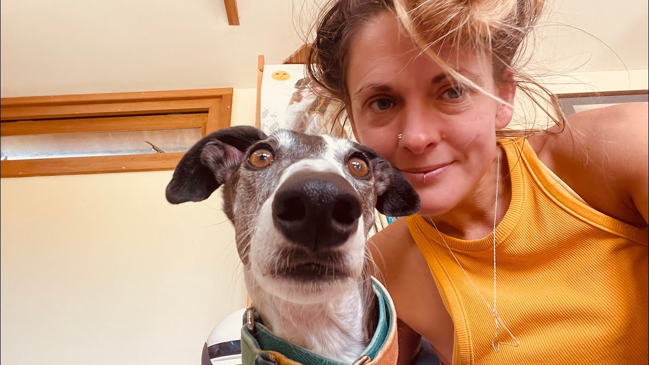 First 3 days with my nervous Galgo (Spanish greyhound) : Rescue Dog Diaries 🐾🩷