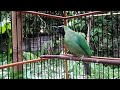 Cucak Ijo Gacor Ngentrok Bongkar Isian Full Nembak Mancing Ijo Lain Emosi Mp3 - Mp4 Download