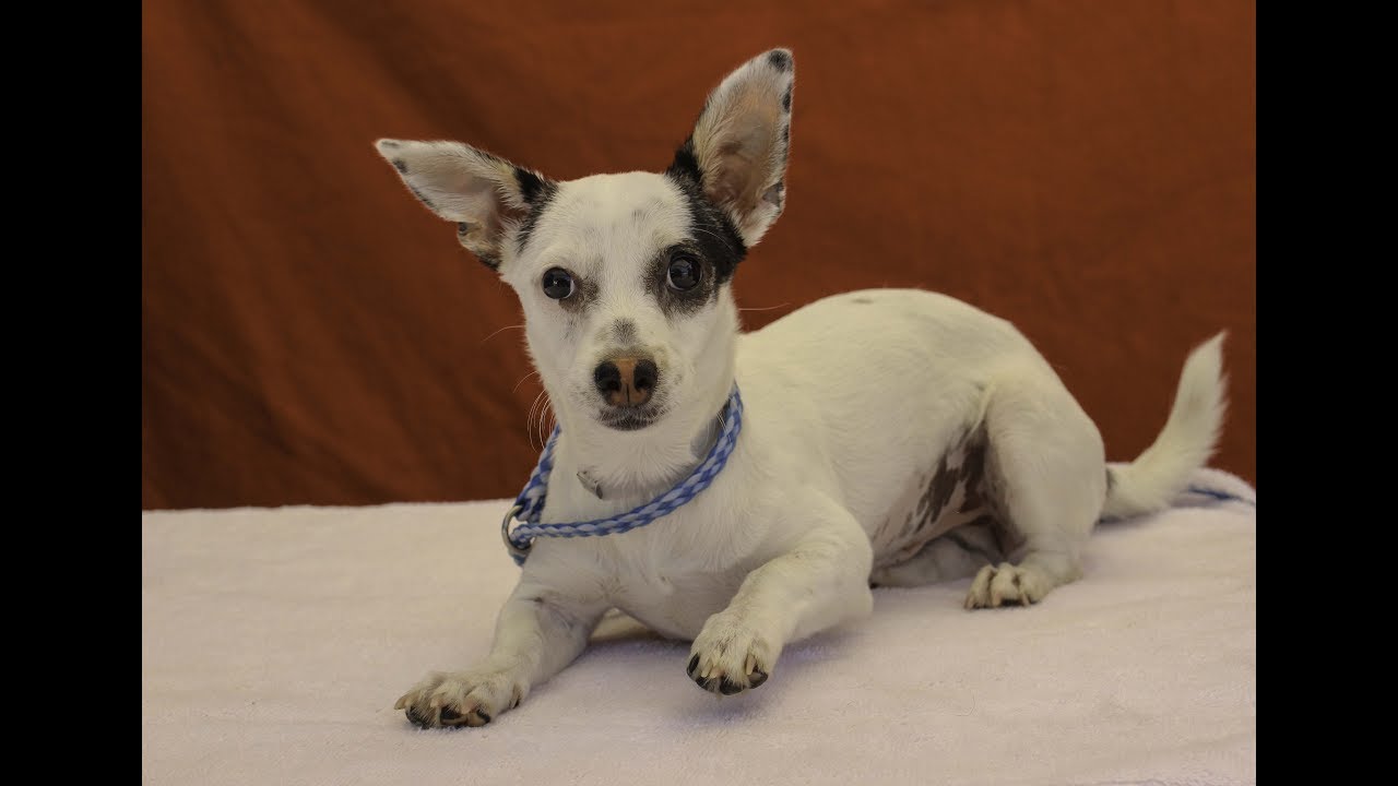 puppy paradise ADOPTED! A5087635 Goldie | Jack Russell Terrier/Chihuahua Puppy