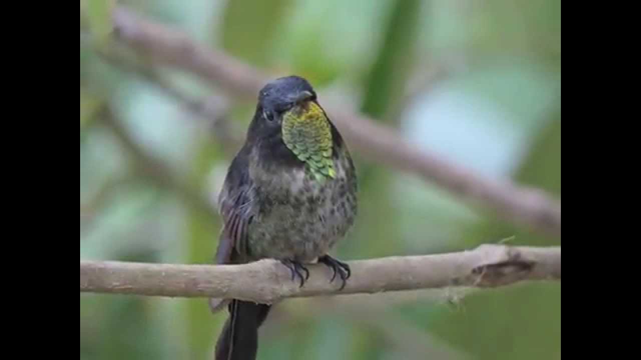endemic, Black-backed Thronbill, Ramphomicron dorsale, The Dorado Bird Reserve