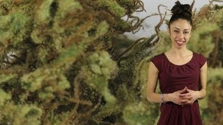 Marihuana Television News 08 - Especial México