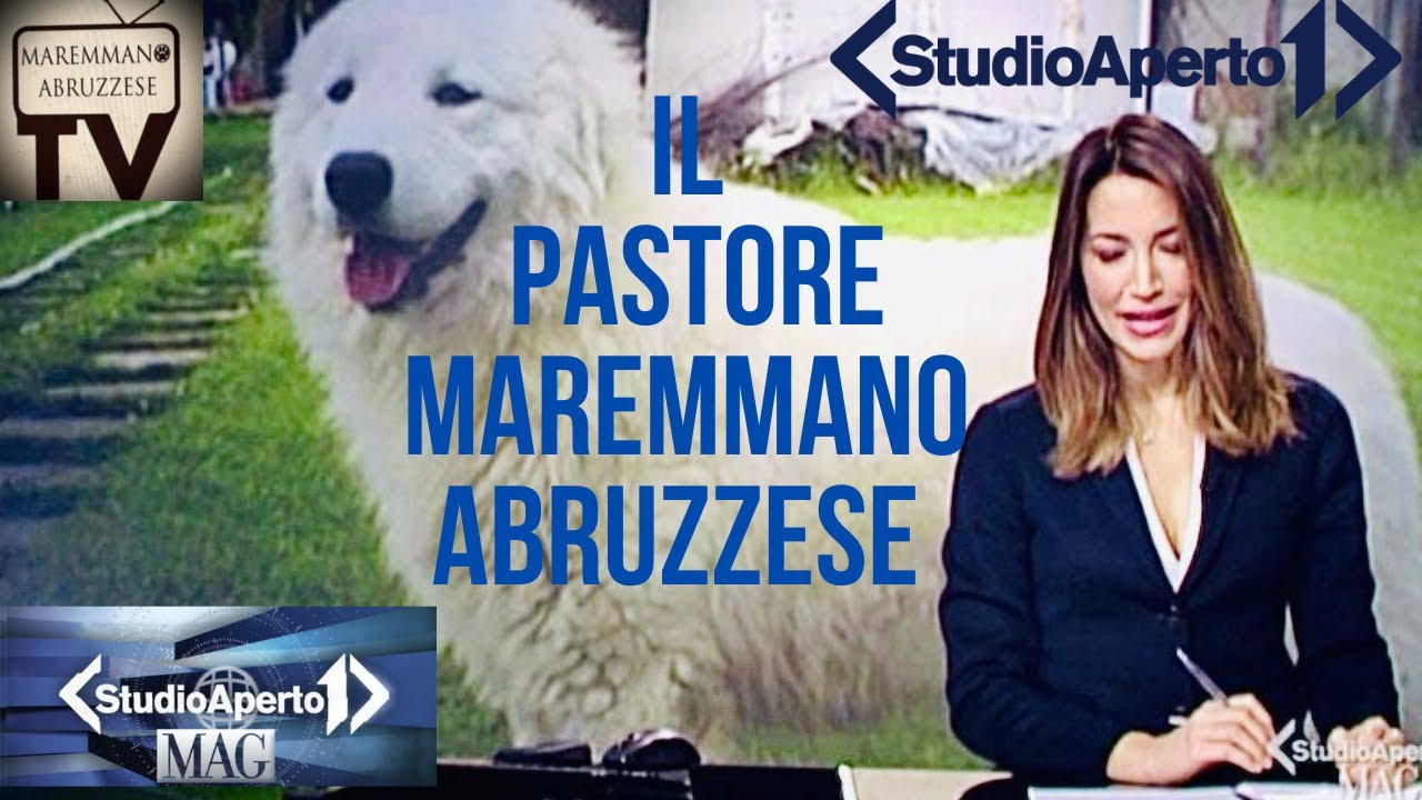 Pastore Maremmano Abruzzese Documentario Studio Aperto - YouTube