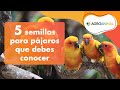 🌱 SEMILLAS PARA PÁJAROS 🌱: conoce las mejores y más comunes