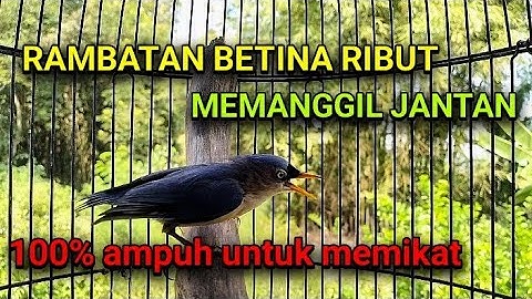 Suara Pikat Rpm/Rambatan Paruh Merah Betina Ribut Memanggil Jantan
