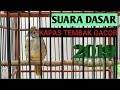 Kapas Tembak Gacor Asli Padang Sumatra Lagi Emosi Mp3 - Mp4 Download
