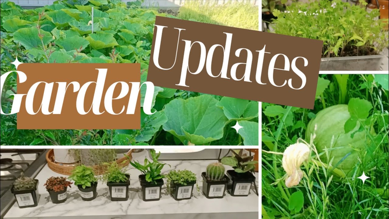 Summer Garden Update - මාස දෙකින් garden එකේ වෙච්ච් wenasa🌹🏡