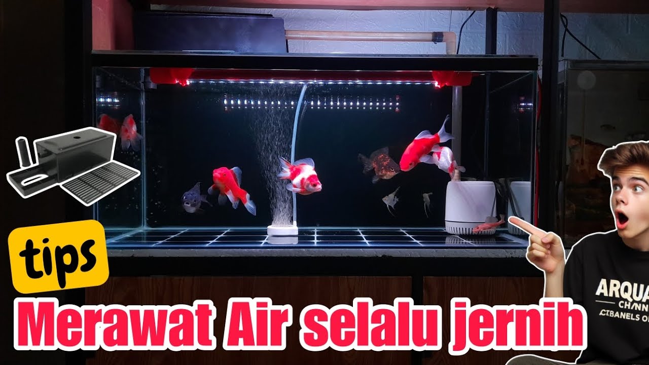 Tips merawat air tetap jernih, memakai box filter untuk ikan mas koki...