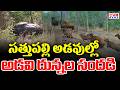 సత్తుపల్లి అడవుల్లో అడవి దున్న ల సందడి || Gaur (Indian Bison) Spotted In Sathupally Forest Range