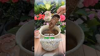 Elaborar fertilizante orgánico para plantas suculentas #shorts #plantas #agricultura