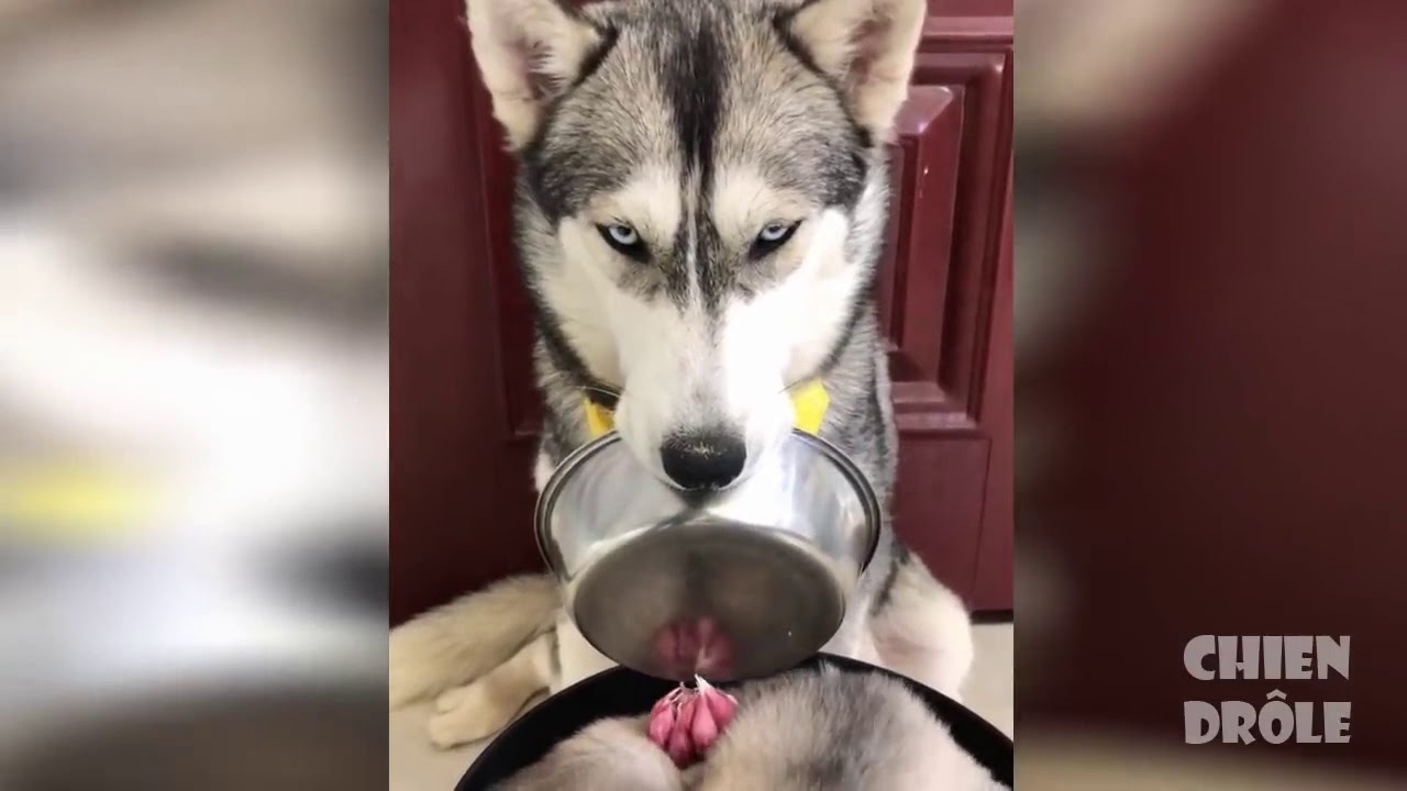 2020 Comment Le Chien A Conquis Le Monde