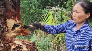 go to the forest to plant trees and pull cassava to sell .