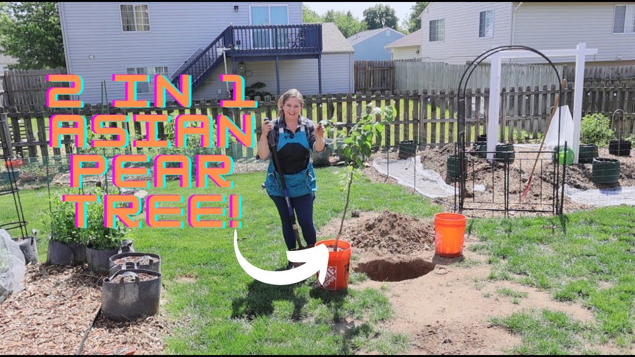 Tree and Grape Unboxing and Planting! | Gardening with Caitlin - YouTube