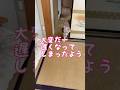 【猫和尚】袈裟を振り乱してお勤めするも #猫 #猫動画 #cat #cute