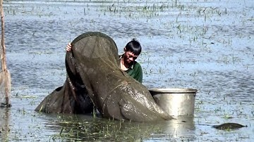Vào mùa nước nổi là mùa cá đồng bắt đầu với con cá Linh - Châu Lăng, Tri Tôn, An Giang 09/09/2018