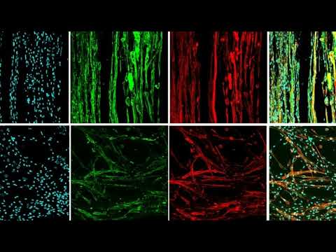 Будівництво органів у космосі: вчені 3D-друкують м’язову тканину в умовах мікрогравітації