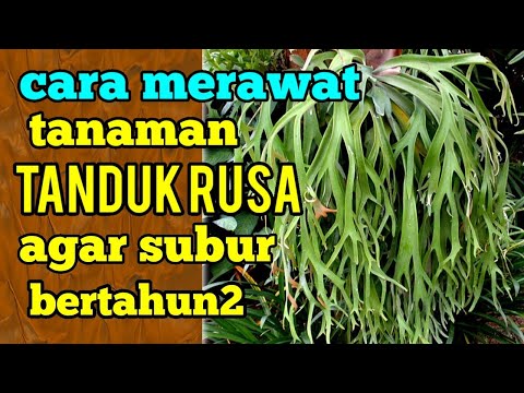 Video: Bunga Teduh Tahan Rusa – Menanam Bunga Teduh Rusa Tidak Akan Makan