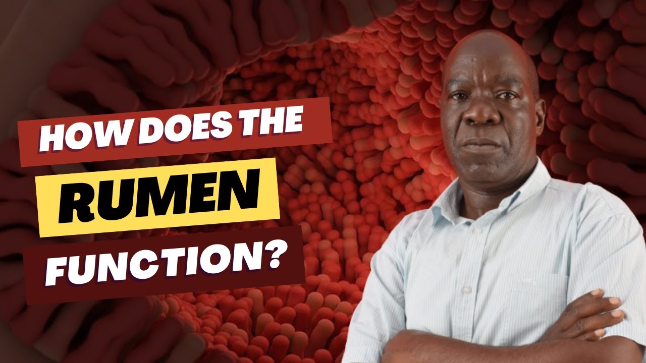 Understanding How A Cow's Rumen Works And How To Build It Faster - YouTube