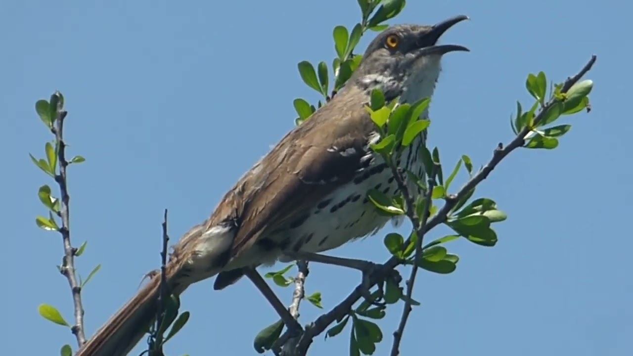 5-23-23 Salineno Wildlife Preserve, Falcon State Park, and Bravo Park [HD]