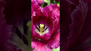 Tulips in Bloom 🌷 #shorts #flowers