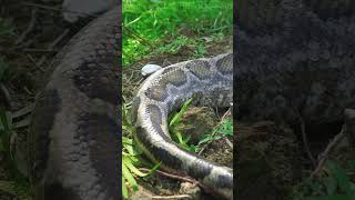 #1-72 Hours on high alert: Giant python creeps up behind farmyard… Closes in on the girl in bed