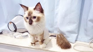 猫咪患上猫传腹第16天被剃毛的时候对医生实施了暴力攻击奶凶奶凶的 李喜猫