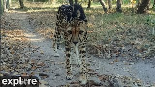 Africam Phillipina the Cheetah Cam at HESC powered by explore.org