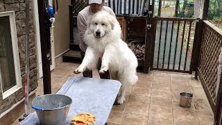 ブラッシングが嫌いなアラン　Great Pyrenees　グレートピレニーズ