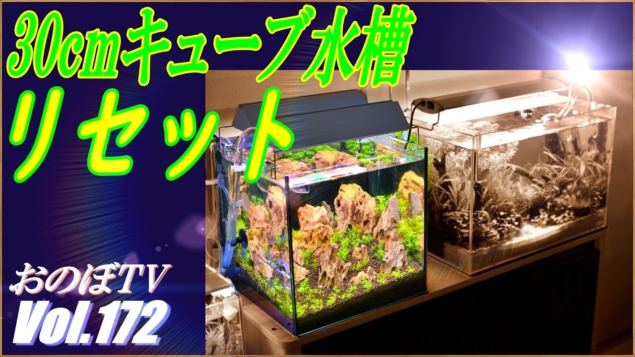 秋の水槽リセット祭り！】30cmキューブ水槽(おすそ分け水槽)!！さすが