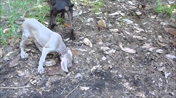 The Puppy Nanny and Pups