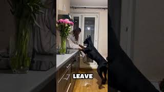 Top 5 Dogs People Get For The Wrong Reasons #dog #pets #top5 #dogshorts #top #dogs
