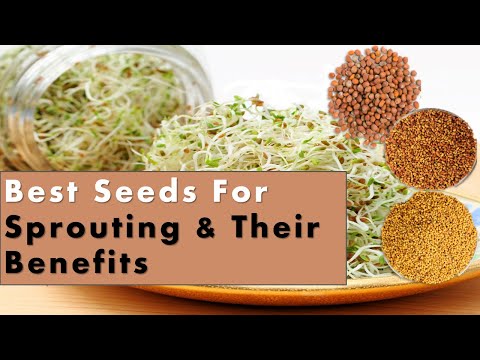 Seeds for Sprouts