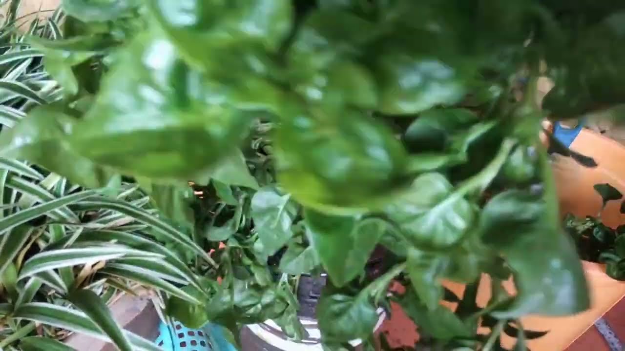 Ini Adalah Anak Tanaman Hijau Kecil Sebaiknya Memberi Cinta